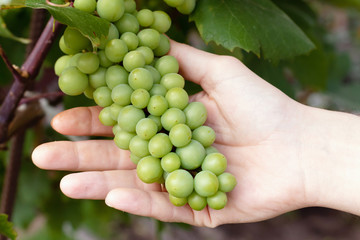 Naklejka na ściany i meble Green ripening grapes in farmer's hand. Winemaking, gardening.