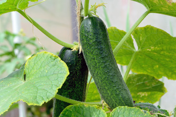 Juicy fresh cucumber on a background of leaves.