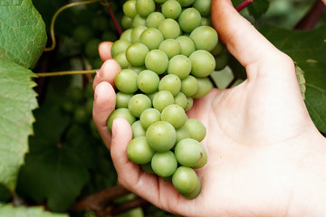 Green ripening grapes in farmer's hand. Winemaking, gardening.