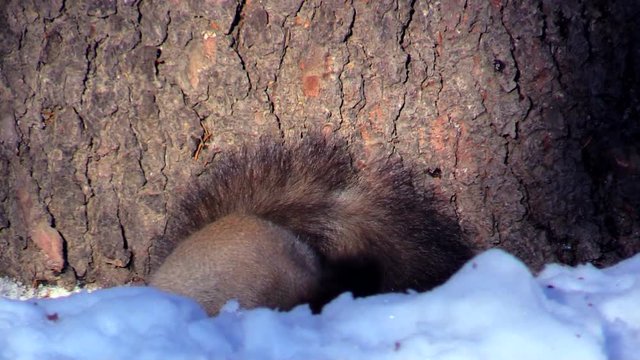 Red squirrel eating acorns in winter,  Otoshacho,  Hato,  Hokkaido