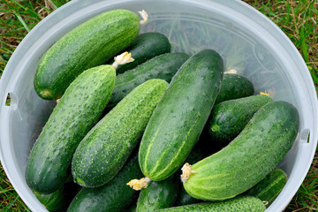 Fresh green cucumbers in a plastic container on green grass