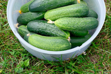 Fresh green cucumbers in a plastic container on green grass