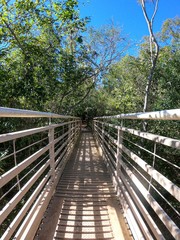bridge through the forest