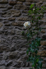 Rose Wall 2