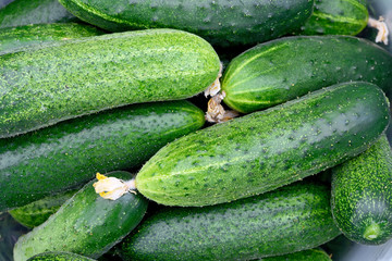 Fresh green cucumbers as a background