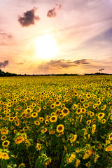 Sunflower Field in the sunset
