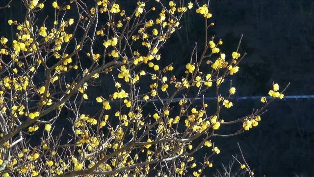 Zoom shot of blooming Wintersweet,  Ito,  Shizuoka