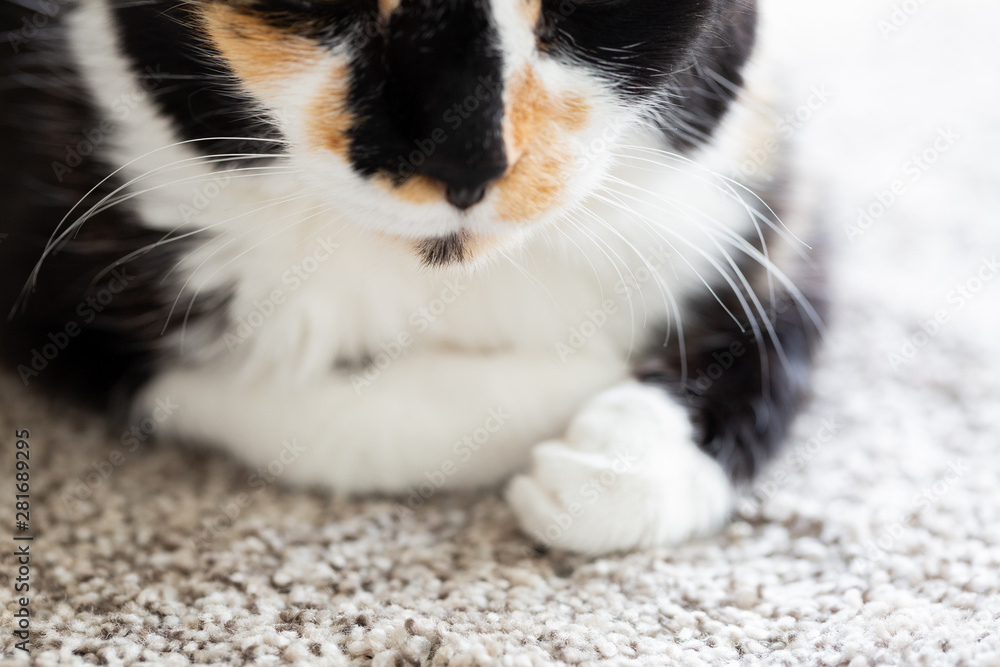 Wall mural macro of golden cat, black, orange, and white short hair calico cat, tortoise shell kitty on ground