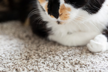 Macro of Golden Cat, Black, Orange, and White Short Hair Calico Cat, Tortoise Shell Kitty on Ground