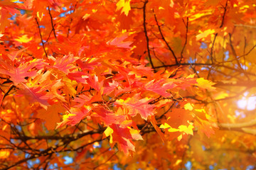 Oak red foliage. Leaves in nature, autumn. Sunny day, warm weather. Sunlight.
