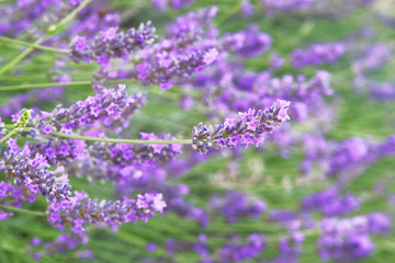 Purple Lavender flowers on green nature blurred background. Viole Lavandula for herbalism. Close up.
