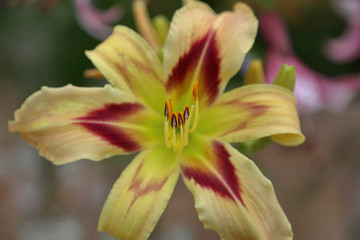 Fototapeta na wymiar Lily. Beautiful flowering bright summer flower of the Liliaceae family