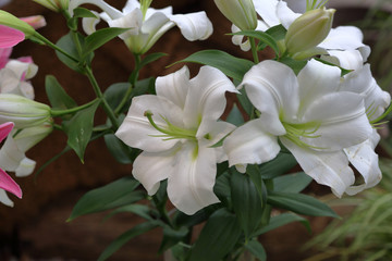 Lily. Beautiful flowering bright summer flower of the Liliaceae family