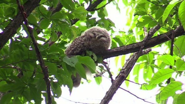 Ural owl looking at camera while sitting on tree branch