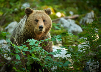 Wild brown bear (Ursus arctos) close up