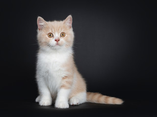 Sweet creme with white British Shorthair cat kitten, sitting facing front. Looking naughty with...