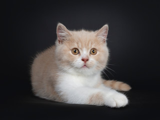 Obraz premium Sweet creme with white British Shorthair cat kitten, laying down side ways. Looking with orange developping eyes beside camera. isolated on a black background.