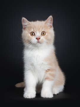 Sweet creme with white British Shorthair cat kitten, sitting facing front. Looking with orange developping eyes to camera. isolated on a black background.