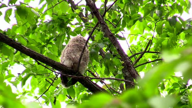 Ural owl sitting on branch on windy day, Mitaka, Hokkaido, Japan