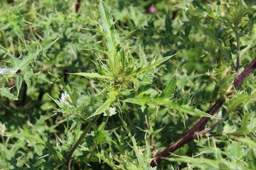 closeup of dill in the garden