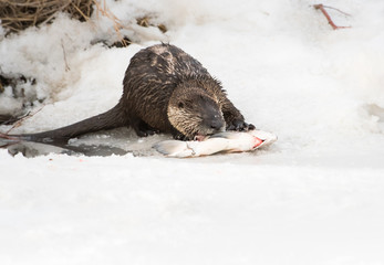 River otter in the wild