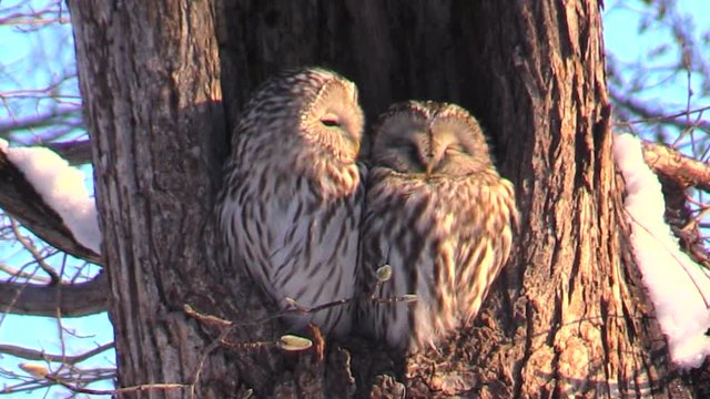 Close up of two owls in tree stem,  Mitaka City,  Hokkaido