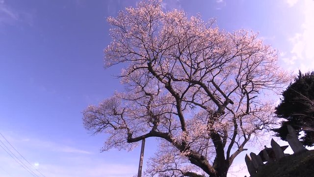 Blossoming cherry tree,  Ono,  Fukushima Prefecture,  Japan