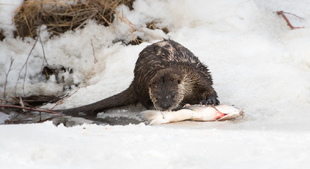 River otter in the wild