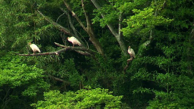 Toki Crested Ibis perching on tree