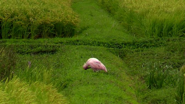 Toki Crested Ibis in rice field
