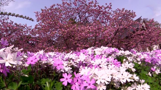 Low angle shot of blooming Cherry tree and Moss Phlox