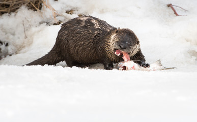 Obraz premium River otter in the wild