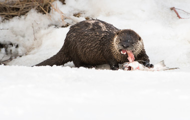 River otter in the wild