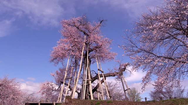 Kubo cherry tree of Isazawa,  Nagai,  Yamagata Prefecture,  Japan