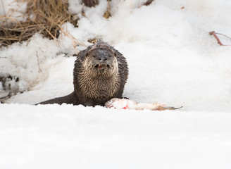 River otter in the wild