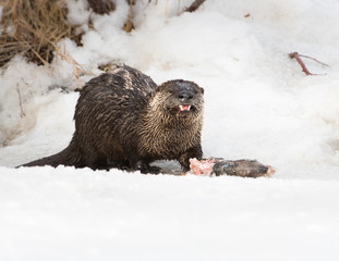 River otter in the wild
