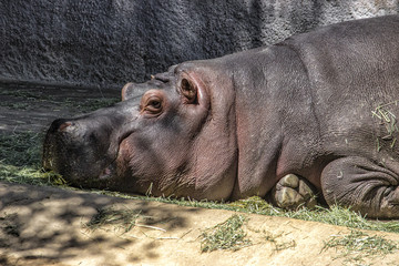Hippopotamus. Lying down. facing left partial body. head. asleep. wall in background.