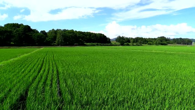 View of field, Numata, Hokkaido, Japan