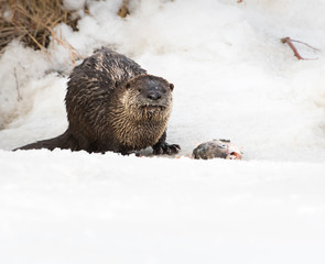 River otter in the wild