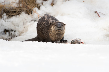 River otter in the wild