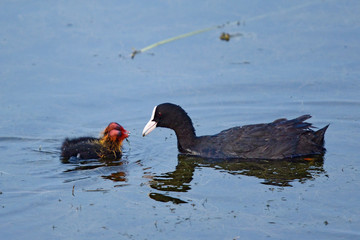 Blässhuhn (Fulica atra) mit Jungtier - Eurasian coot with juvenile