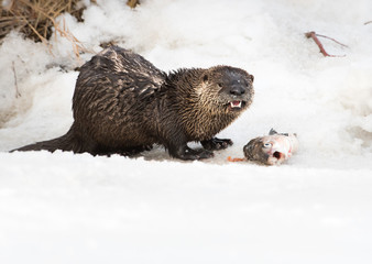 River otter in the wild