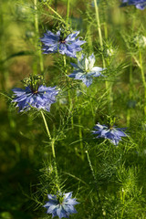 Obraz premium Nigella sativa flower with blue flowers (Love-in-a-mist), summer herb plant with different shades of blue flowers on small green shrub. Medicinal plant black caraway, black cumin, garden background.