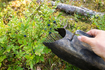 Close up view of person hand using berry picker hand tool to pick faster wild organic blueberries in natural Nordic pine tree forest in summer. 
