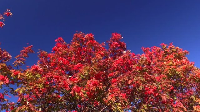 Red rowan tree against sky