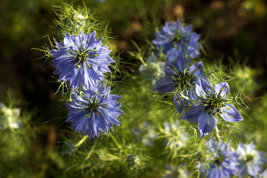 Nigella sativa flower with blue flowers (Love-in-a-mist), summer herb plant with different shades of blue flowers on small green shrub. Medicinal plant black caraway, black cumin, garden background.