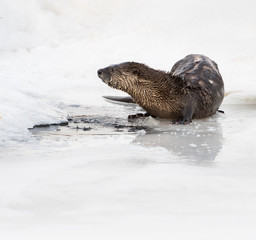 River otter in the wild