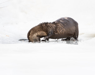 River otter in the wild