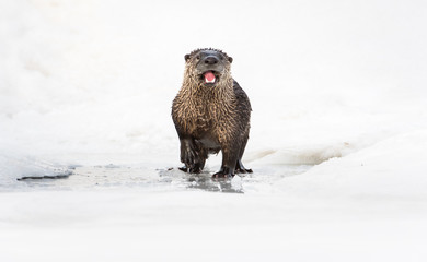 River otter in the wild