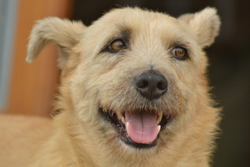 cachorro